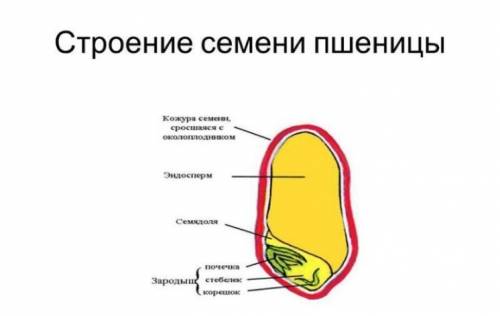 Где располагается семядоля в семени пшеницы