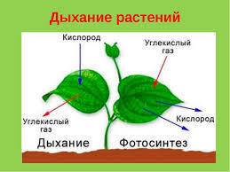 Вчем различие дыхания между растением и человеком