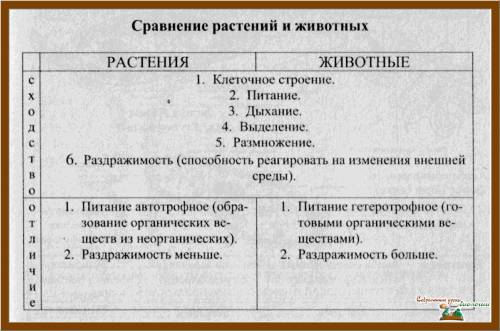 Вчем различие дыхания между растением и человеком