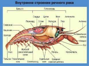 Где расположено сердце у ракообразных и какая у него форма.в двух словах