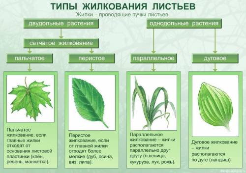 1. дайте определения органам растений: корень, стебель, побег, лист, луб и древесина. 2. примеры вид