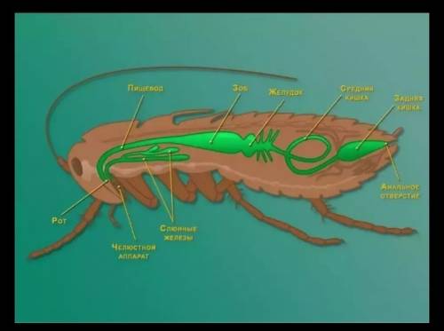 Органы пищеварения насекомых перечислите