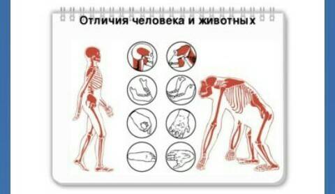 Сравнение свойств организма человека и животных