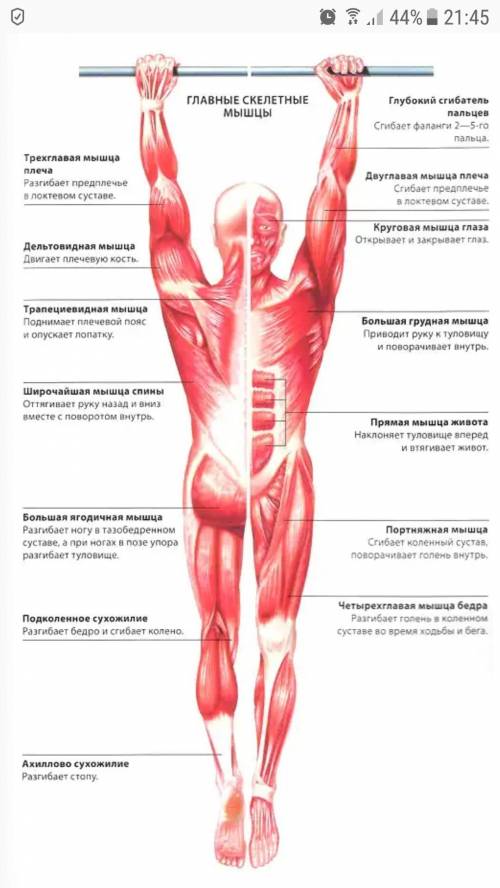 1) слюна, пот, желудочный сок, желчь слеза - это гормон или секрет? 2) бицепс, дельтовидная мышца, м