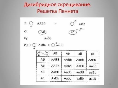 Урастений томата ген пурпурной окраски стеблей а доминирует над геном зеленой окраски а маленькая аг