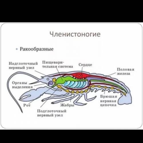 Тип членостоногие внутреннее строение новые признаки