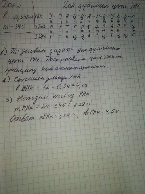 Перевела на вот: фрагмент цепи и рнк имеет такой нуклеотидный состав: ууа-цца-гцу-ццг.побудуйте двух