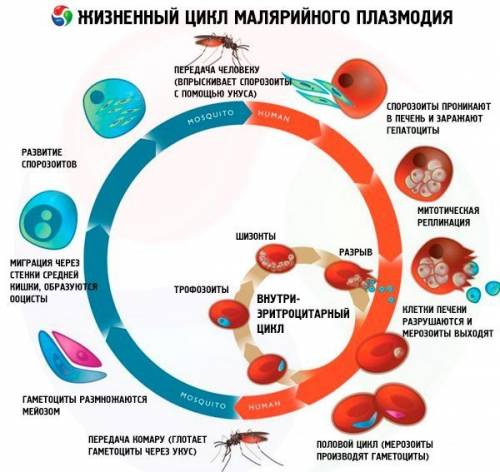 Билет № 3 1.жгутиконосцы. зеленая эвглена - одноклеточный организм с признаками животного и растения