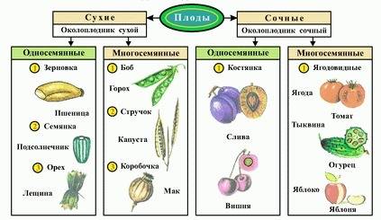 1. какие плоды вы знаете и чем они отличаются друг от друга? 2. какова роль животных и человека в ра