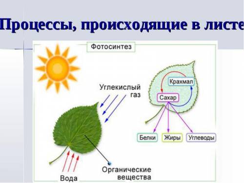 Изобразите процесс фотосинтеза в виде схемы