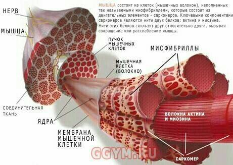 Как устроена мышца? напишите кратко, заранее !