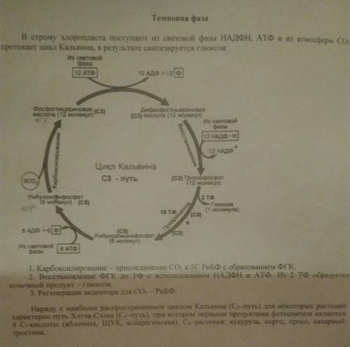 Роль темновых реакций фотосинтеза состоит в: а) фиксации углекислого газа б) фиксации кислорода в) с