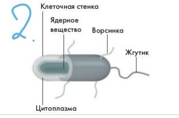 1) что такое бактерии и их форма? 2) строение бактерии. 3) что такое сопротрофы , паразиты? 4) размн