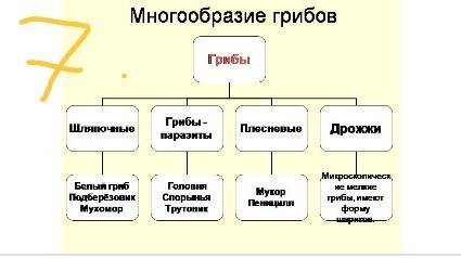 1) что такое бактерии и их форма? 2) строение бактерии. 3) что такое сопротрофы , паразиты? 4) размн