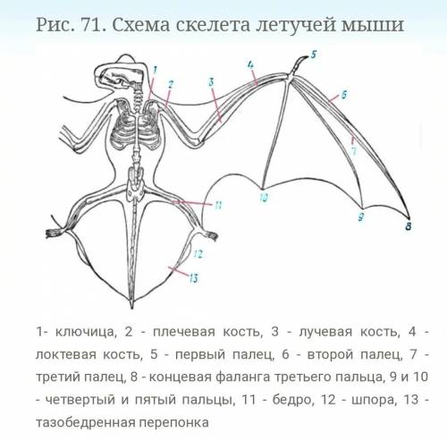 Какой скелет у летучих мышей,насекомых,змей и у скорпиона