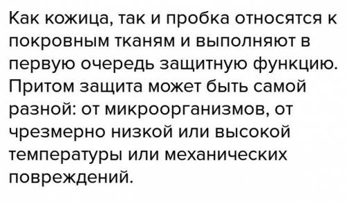 Лабораторка 1.значение пробки. 2.значение чечевичек. 3.как образуется годичное кольцо.