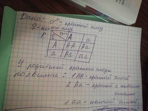 При самоопылении красноплодного томата (доминантный признак) в его потомстве могут появиться растени