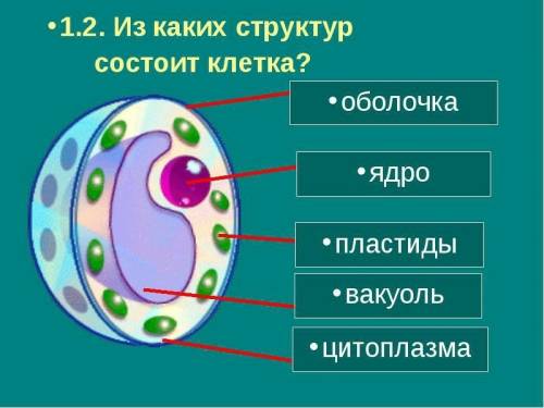 Из чего состоит биологическая клетка​