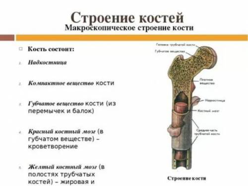 Опишите особенности состава костей