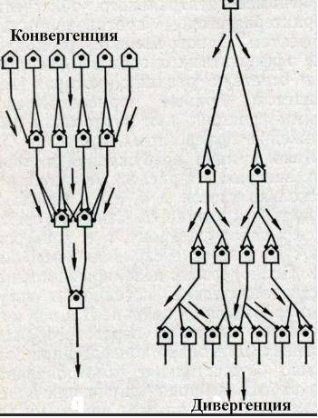 Схематично изобразите эволюции: дивергенцию и конвергенцию