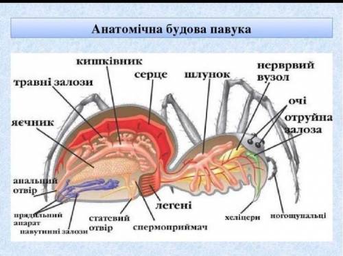 Тут рисунок-строения паукообразных.нужно найти какой орган, под какой цифрой.сверху написанны органы