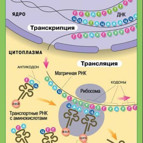 Расскажите,как осуществляется синтез белка?