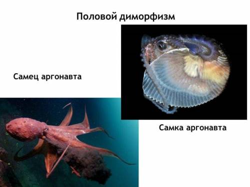 Биология 7 класс.сравнительная хар-ка классов типа молюски.ответить на признаки: 1)численность2)мест