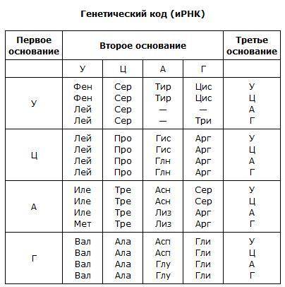 Участок молекулы белка имеет следующие последовательность аминокислот: глу-асп-три-фен-лей-ала. испо