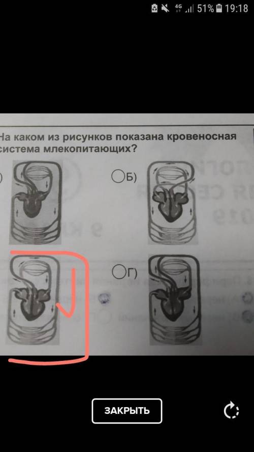 На каком из рисунков показана кровеносная система млекопитающих? ​