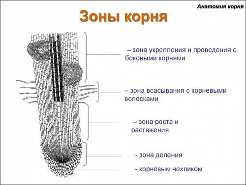 Расположение и значения зон корня