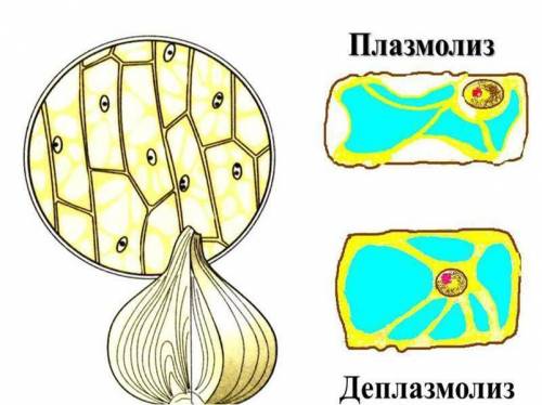 Плазмолиз и деплазмолиз кожицы лука; картинки с обозначением основных частей