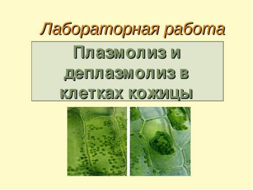 Плазмолиз и деплазмолиз кожицы лука; картинки с обозначением основных частей