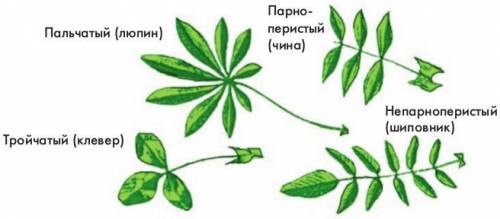 Лабораторная работа по биологии строение листа 6 класс​