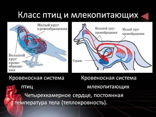 Сравнивая кровеносную систему птиц и млекопитающих, нацдите сходство и оазличие в их строении. ! ​