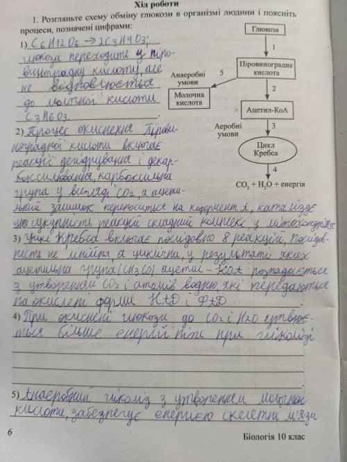 Розгляньте схему обміну глюкози в організмі людини і поясніть процеси, позначені цифрами: ​