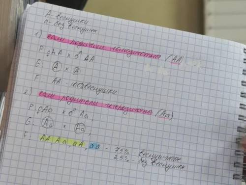 На генетику: у человека ген веснушек доминирует над геном кожи без веснушек. какие могут быть дети