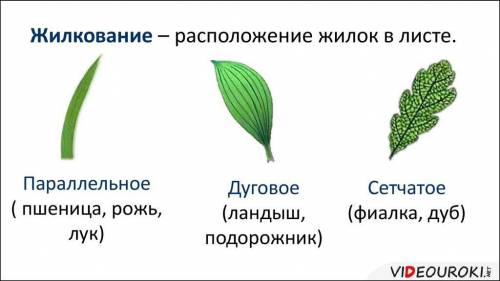 Сделайте рисунок.только нужен рисунок. рассмотрите листья пшеницы. как они соединены со стеблем ? ка