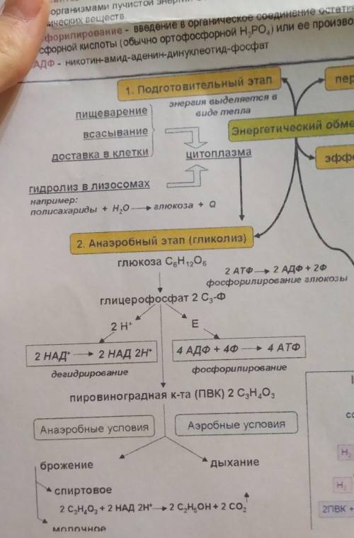 Место происхождения аэробного дыхание