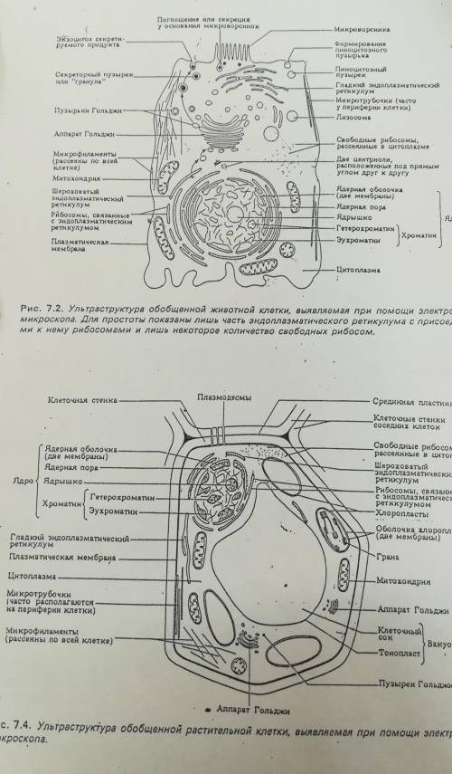 Порівняйте будову рослинної та тваринної клітини. та за малювати їх бажано окремими малюнками.