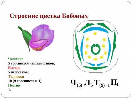 Нужна диаграмма и формула ассиметричного цветка. (желательно что бы был определенный вид)!