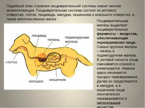 Опишите строение пищеварительной системы млекопитающих.