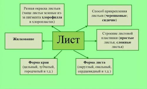 Кластер на тему внешнее строение листа надо​