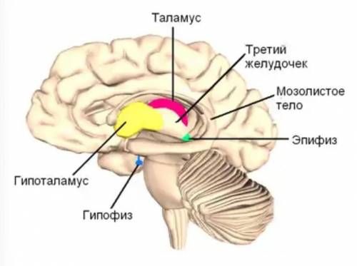 Какие отделы входят в состав промежуточного мозга? за какие функции они отвечают ? назовите 5 функци