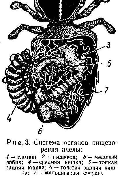 Какие системы органов есть у пчёл и какие из них наиболее развиты? например дыхательная, пищеварите