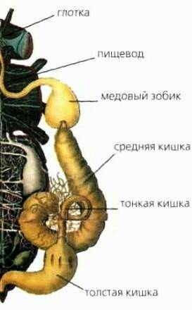 Какие системы органов есть у пчёл и какие из них наиболее развиты? например дыхательная, пищеварите