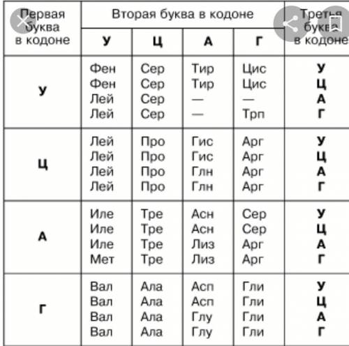 Вбиосинтезе фрагмента полипептида участвовали пять молекул трнк с антикодонами ууа, ггц, цгу, ауг,