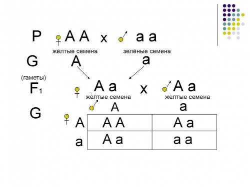 Iv. формулировку второго закона г. менделя. запишите схему скрещивания сполучением гибридов первого