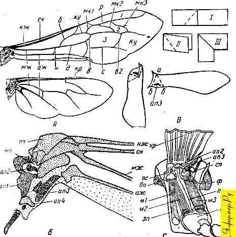 Характеристика строения крыльев пчелы​