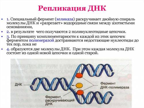 Объясните процесс редупликации днк​