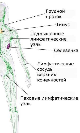 Скажите ! строение лимфатической системы​